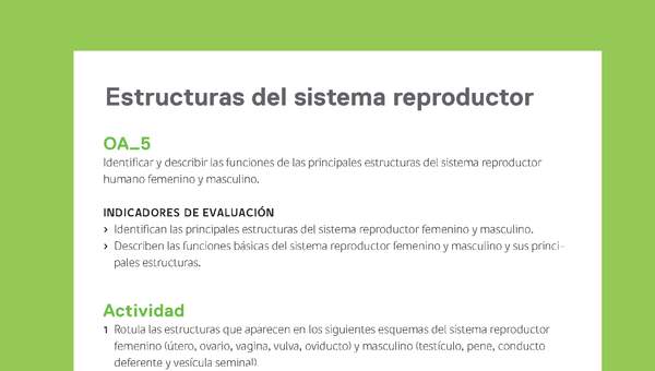 Ejemplo Evaluación Programas - OA05 - Estructuras del sistema reproductor