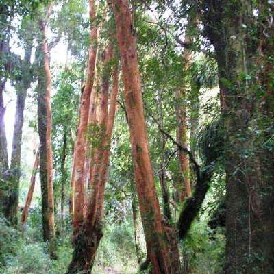Imagen del bosque valdiviano