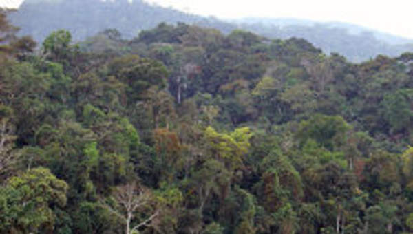 Fotografía de la Selva Amazónica