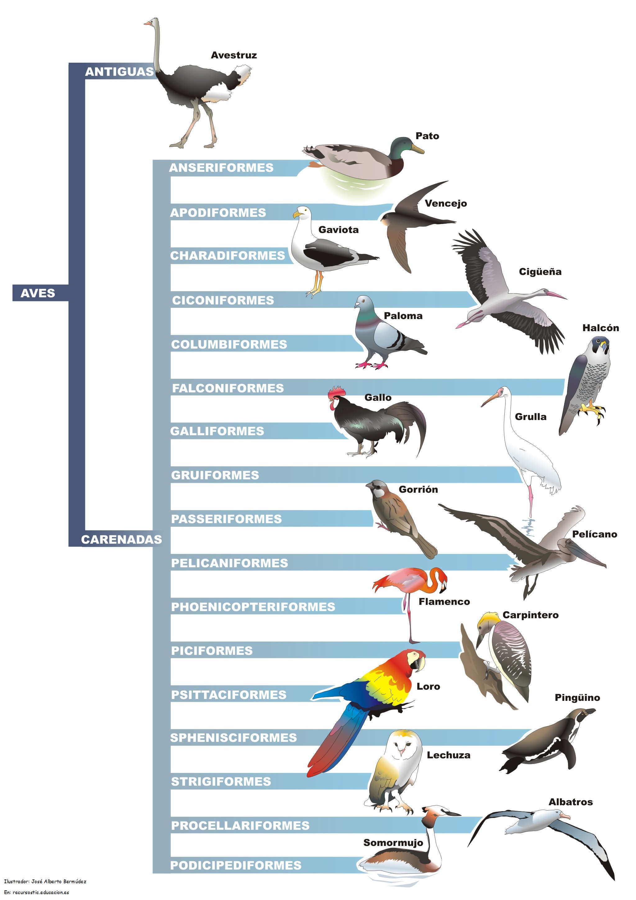 Resultado de imagen de clasificación de aves