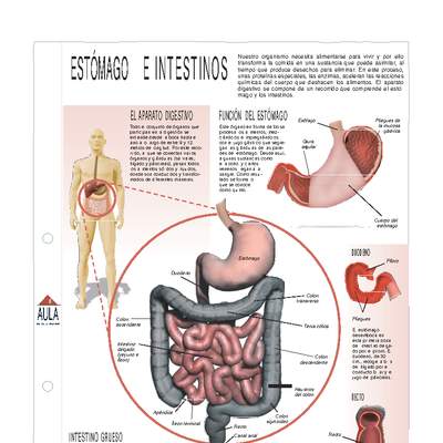 Estómago e intestinos