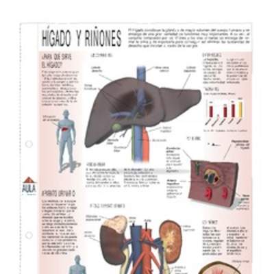 Hígado y riñones