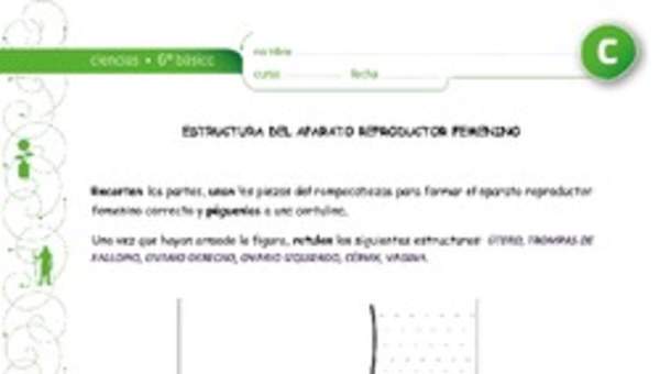 Estructura aparato reproductor femenino