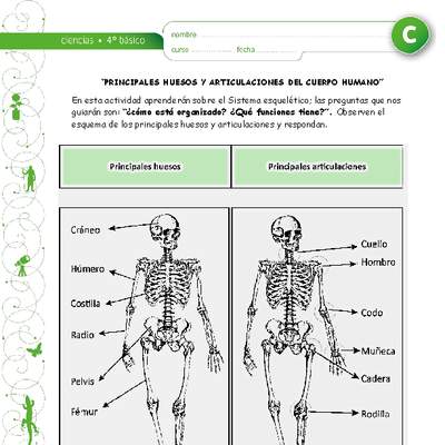 Principales huesos y articulaciones