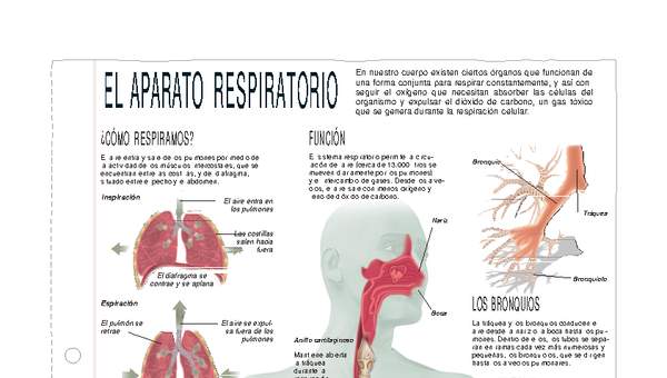 Infografía del aparato respiratorio