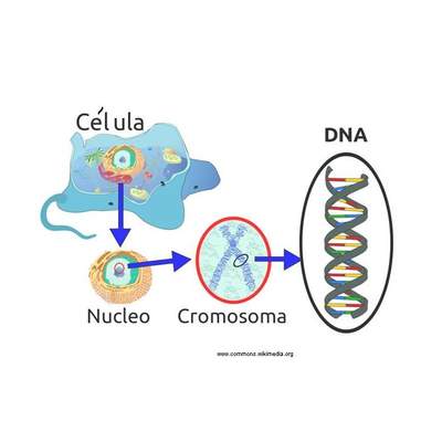 Desde la célula al ADN