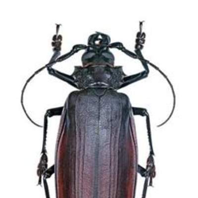 Insecto weta