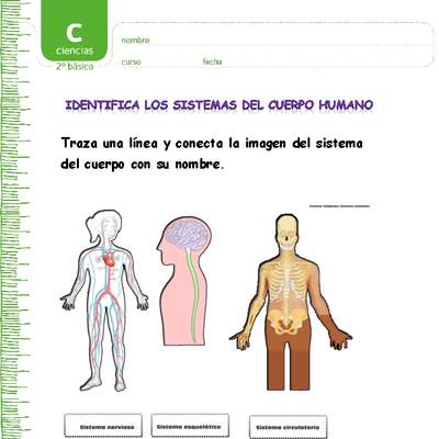 Identifica los sistemas del cuerpo humano