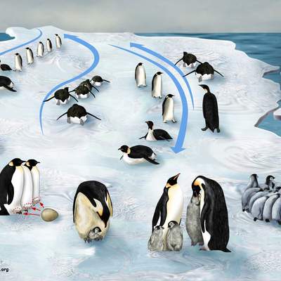 Ciclo de vida de un pingüino