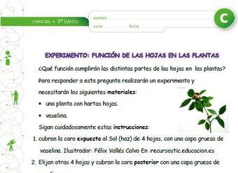 Experimento: La función de las hojas en las plantas