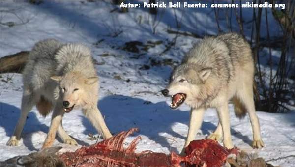 Competencia intraespecífica entre lobos por una presa