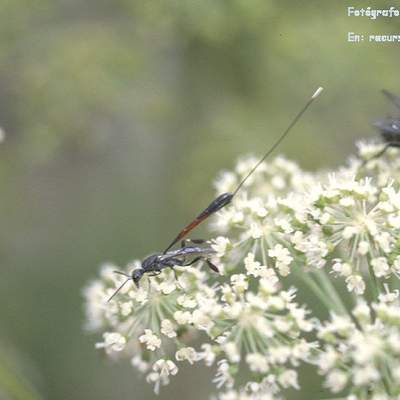 Competencia interespecífica entre avispa y mosca en una flor