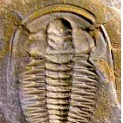 Fósil de un trilobita