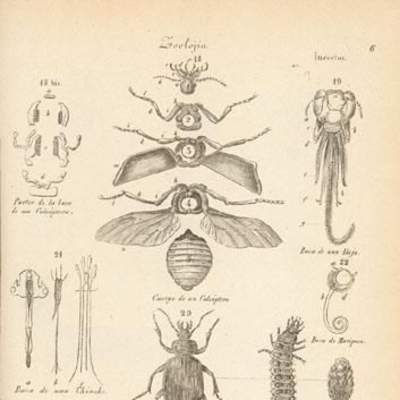 Dibujo de insectos