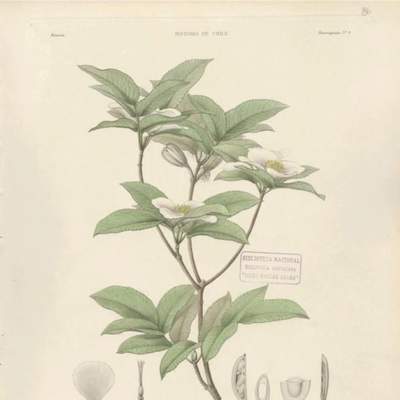 Dibujo de planta Eucryphia pinnatifolia