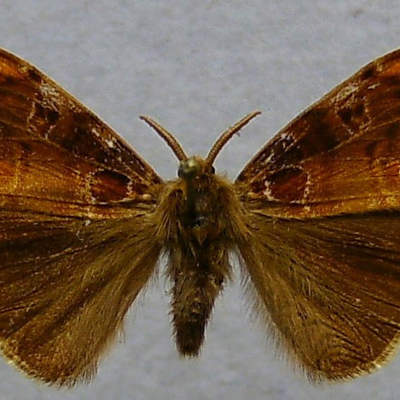 Mariposa 1