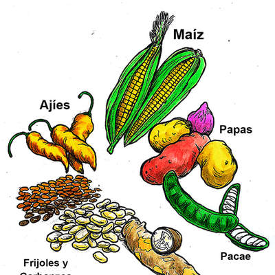 Productos agrícolas incas